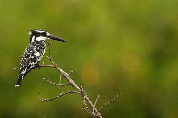 Alcyon pie (Ceryle rudis)