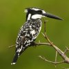 Alcyon pie (Ceryle rudis)