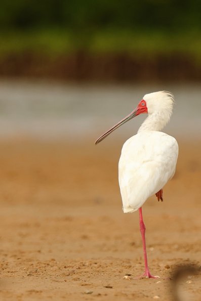 Spatule africaine (Platalea alba)