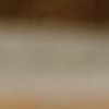 Spatule africaine (Platalea alba)