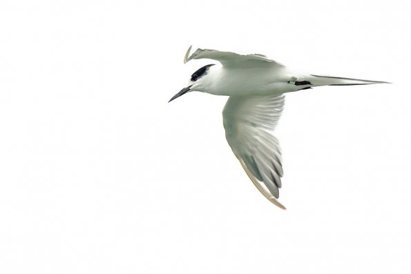 Sterne caugek (Thalasseus sandvicensis)