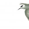 Sterne caugek (Thalasseus sandvicensis)