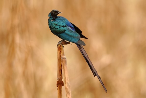 Choucador a longue queue (Lamprotornis caudatus)