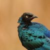Choucador a longue queue (Lamprotornis caudatus)