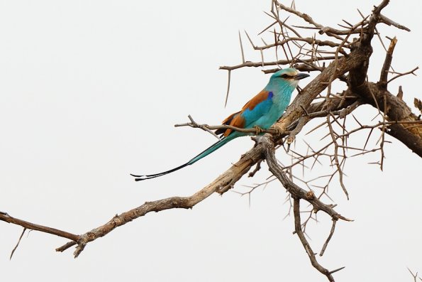  Rollier d'Abyssinie (Coracias abyssinicus) 