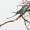  Rollier d'Abyssinie (Coracias abyssinicus) 
