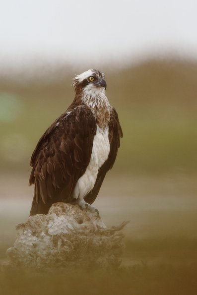 Balbuzard pêcheur (Pandion haliaetus)
