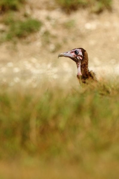 Vautour charognard Necrosyrtes monachus