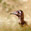 Vautour charognard Necrosyrtes monachus