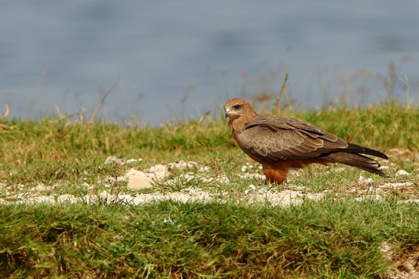 Milan à bec jaune (Milvus aegyptius)