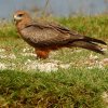Milan à bec jaune (Milvus aegyptius)