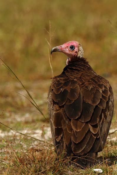  Vautour charognard (Necrosyrtes monachus)