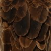  Vautour charognard (Necrosyrtes monachus)