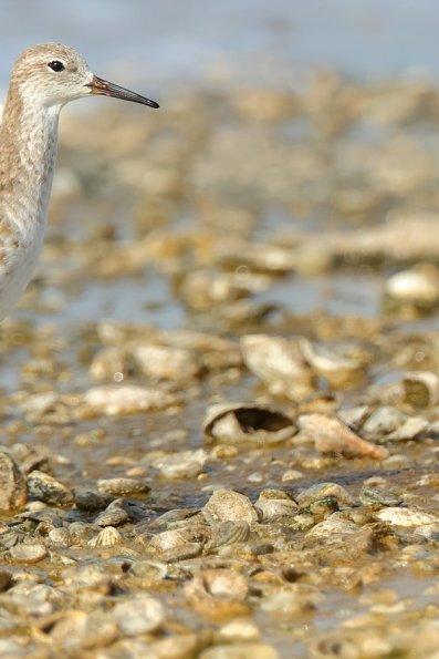 Combattant varié (Calidris pugnax )