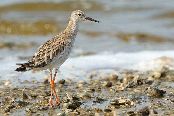 Combattant varié (Calidris pugnax )