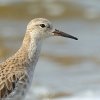 Combattant varié (Calidris pugnax )