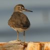 Chevalier guignette (Actitis hypoleucos)