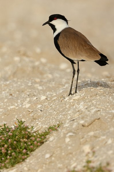 Vanneau éperonné (Vanellus spinosus)
