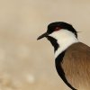 Vanneau éperonné (Vanellus spinosus)
