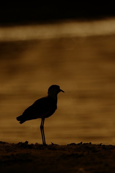 Vanneau éperonné (Vanellus spinosus)
