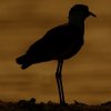 Vanneau éperonné (Vanellus spinosus)