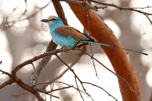  Rollier d'Abyssinie (Coracias abyssinicus) 