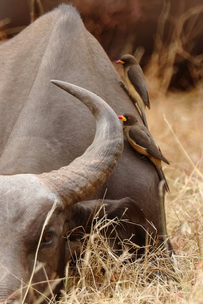 Piquebœuf à bec jaune (Buphagus africanus) 