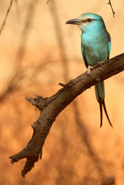  Rollier d'Abyssinie (Coracias abyssinicus) 