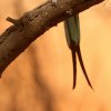  Rollier d'Abyssinie (Coracias abyssinicus) 