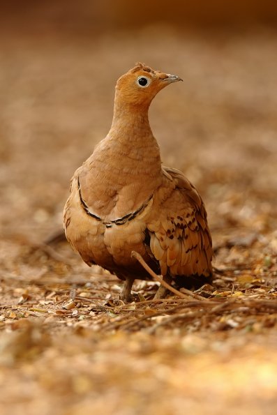 Ganga sénégalais (Pterocles exustus)