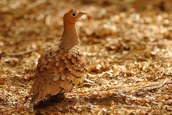 Ganga sénégalais (Pterocles exustus)