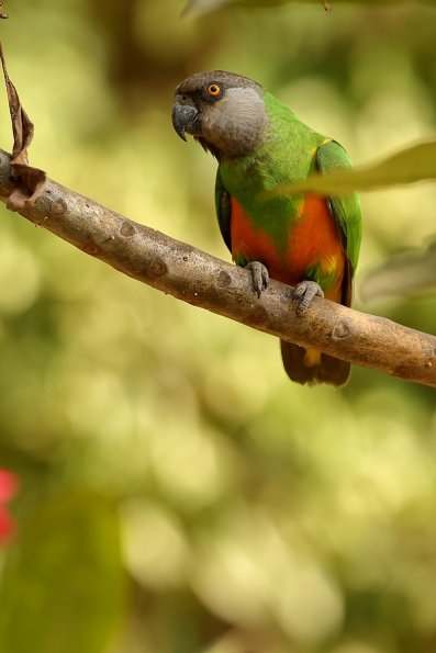 Perroquet youyou (Poicephalus senegalus)