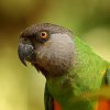 Perroquet youyou (Poicephalus senegalus)