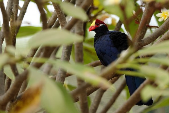 Touraco violet (Tauraco violacea)