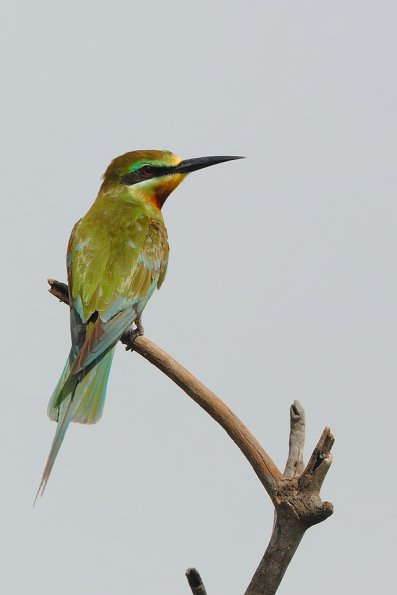 Guêpier de Perse (Merops persicus)