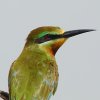 Guêpier de Perse (Merops persicus)