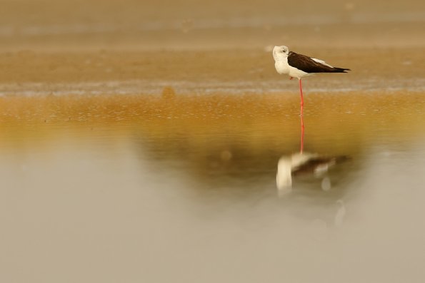 Échasse blanche (Himantopus himantopus)