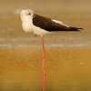 Échasse blanche (Himantopus himantopus)