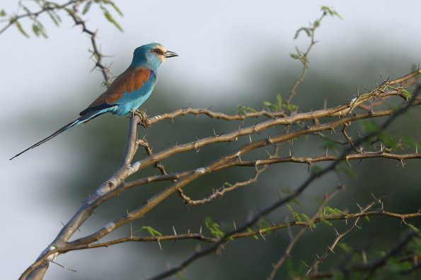  Rollier d'Abyssinie (Coracias abyssinicus)