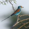  Rollier d'Abyssinie (Coracias abyssinicus)