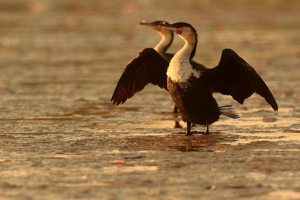 Grand Cormoran (Phalacrocorax carbo)