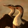 Grand Cormoran (Phalacrocorax carbo)