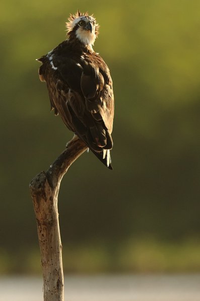 Balbuzard pêcheur (Pandion haliaetus)
