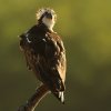 Balbuzard pêcheur (Pandion haliaetus)