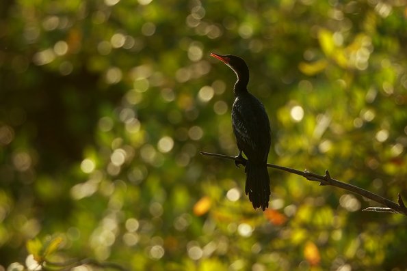 Cormoran africain (Phalacrocorax africanus)