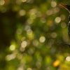 Cormoran africain (Phalacrocorax africanus)