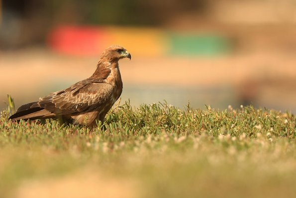 Milan a bec jaune (Milvus aegyptius)