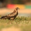 Milan a bec jaune (Milvus aegyptius)