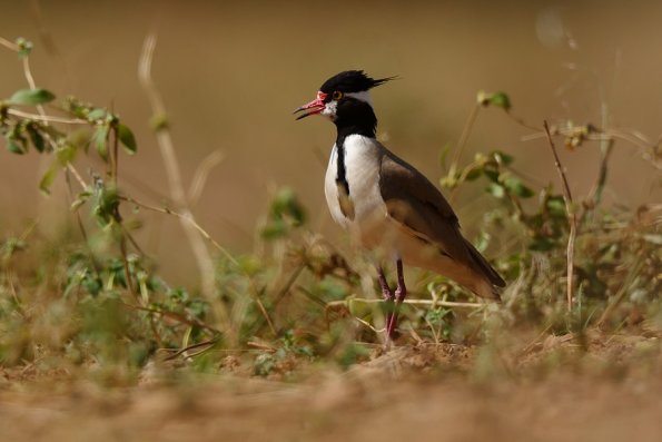 Vanneau à tête noire (Vanellus tectus)