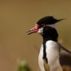 Vanneau à tête noire (Vanellus tectus)